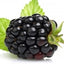 Brombeere