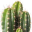 Kaktusblüte