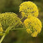 Galbnum