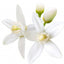 Orange Blossom (Orangenblüte)