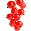 Rote Johannisbeere
