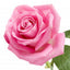 Rose Essential™