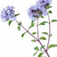 Thymian