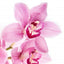 Vanilleorchidee