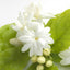  Jasmin